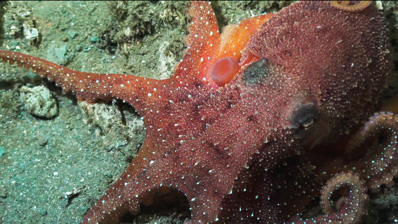 An octopus